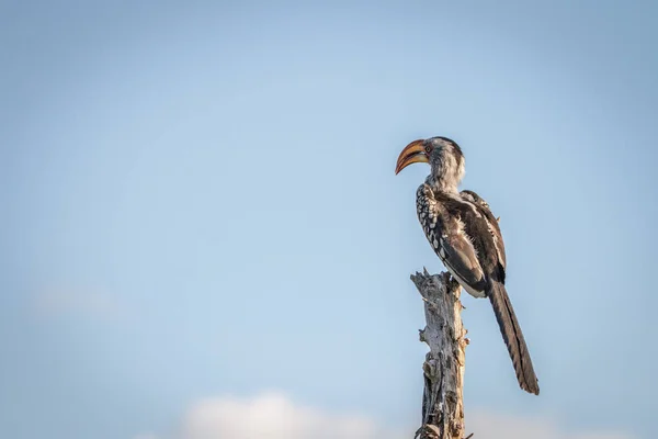 Południowej hornbill żółtodzioba odpoczynku. — Zdjęcie stockowe