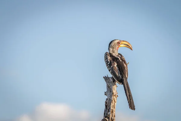 Południowej hornbill żółtodzioba odpoczynku. — Zdjęcie stockowe