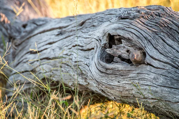 A Dwarf mongoose hiding in the tree. — Stock Photo, Image