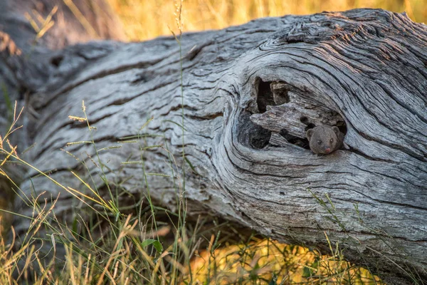 Una mangusta nana nascosta nell'albero . — Foto Stock