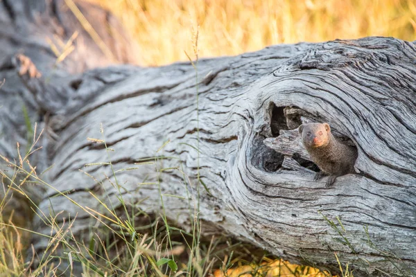 A Dwarf mongoose hiding in the tree. — Stock Photo, Image
