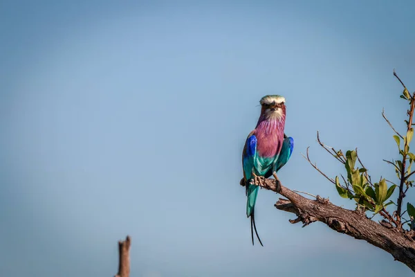 Eine fliederfarbene Walze, die auf einem Ast ruht. — Stockfoto