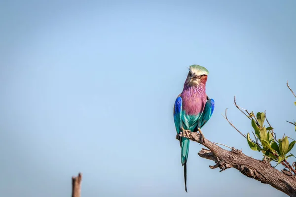 A Lilac-breasted roller resting on a branch. — Stock Photo, Image