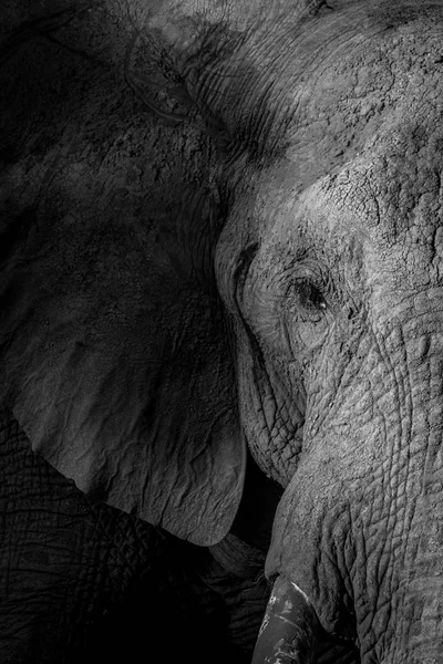 Fechar o rosto de um elefante . — Fotografia de Stock