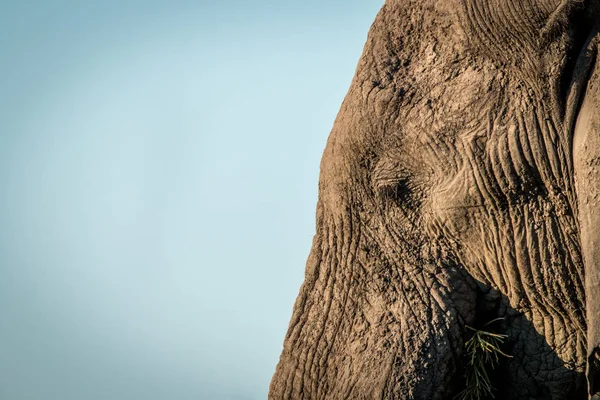 Sidoprofil i ansiktet av en elefant. — Stockfoto