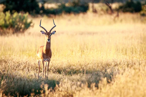 Un'Impala che guarda la macchina fotografica . — Foto Stock