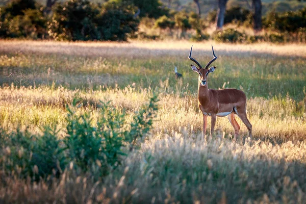 Un'Impala che guarda la macchina fotografica . — Foto Stock