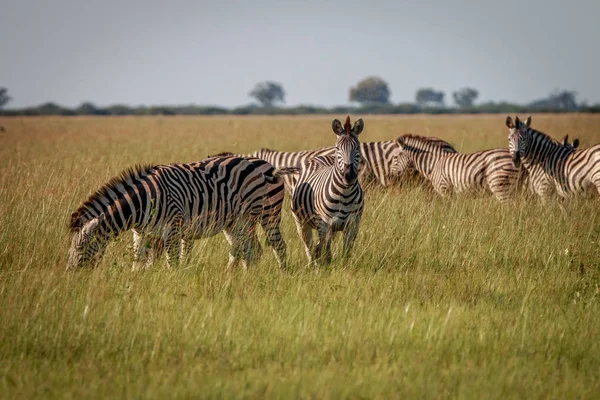 Zebrák, étkezés a füvet a csorda. — Stock Fotó