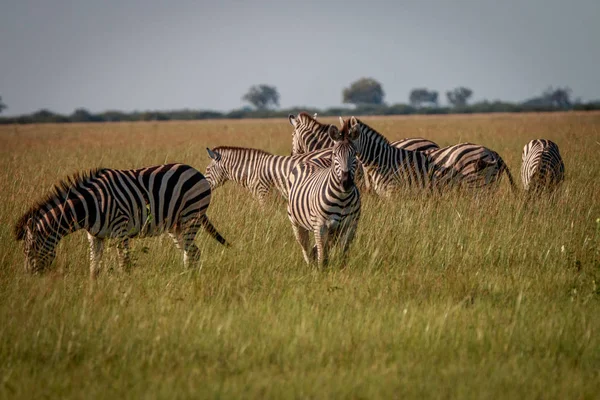 Uma manada de zebras comendo a grama . — Fotografia de Stock