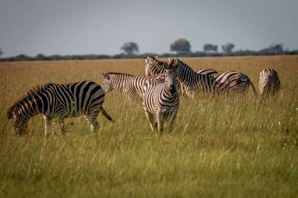 Eine Herde Zebras frisst das Gras. — Stockfoto