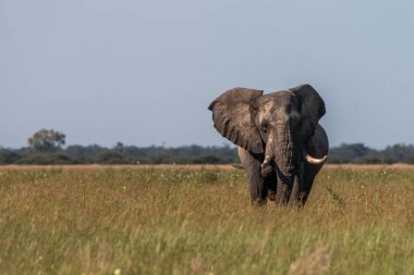 Kameranın doğru yürüyen bir fil.