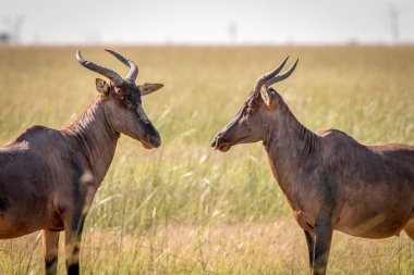 Birbirine bakarak iki kırmızı hartebeest.