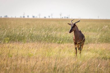 Kırmızı hartebeest duran çim.