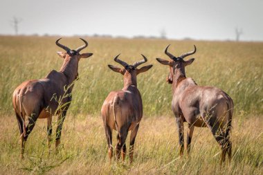 Etrafa üç kırmızı hartebeest.