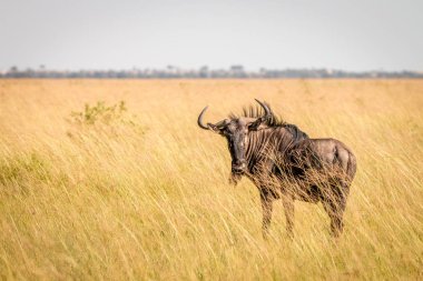 Mavi wildebeest ayakta yüksek çim.