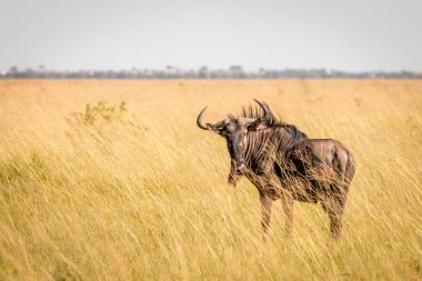 Mavi wildebeest ayakta yüksek çim.