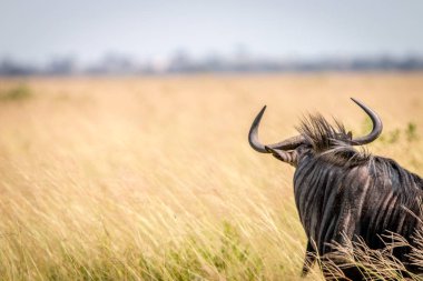 Mavi wildebeest ayakta yüksek çim.
