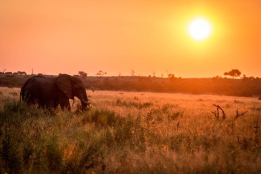 Gün batımı sırasında yürüyüş bir fil.