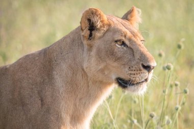 Yan profil dişi aslan.