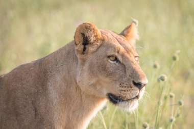 Yan profil dişi aslan.