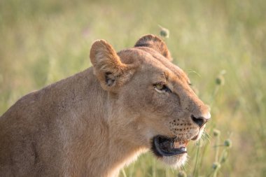 Yan profil dişi aslan.