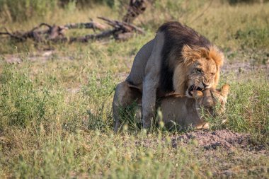 İki aslan çim çiftleşme meşgul.