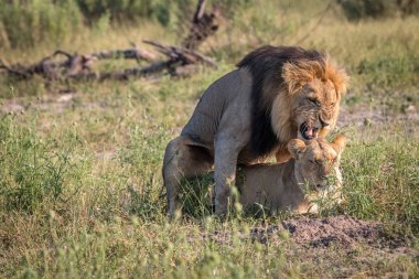 İki aslan çim çiftleşme meşgul.