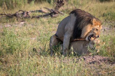 İki aslan çim çiftleşme meşgul.
