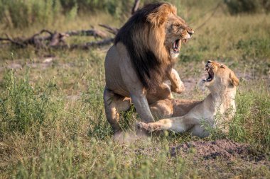 İki aslan çim çiftleşme meşgul.
