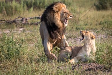 İki aslan çim çiftleşme meşgul.