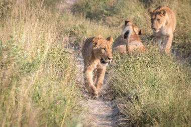 Yolda yürürken bir dişi aslan.