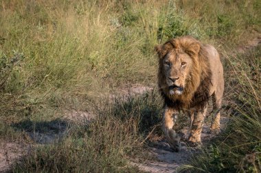 Kameranın doğru yürüyen bir erkek aslan.