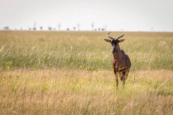 Un Hartebeest rojo de pie en la hierba . —  Fotos de Stock