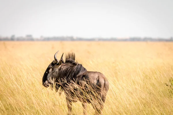 Ένα Blue wildebeest στέκεται στην υψηλή χλόη. — Φωτογραφία Αρχείου