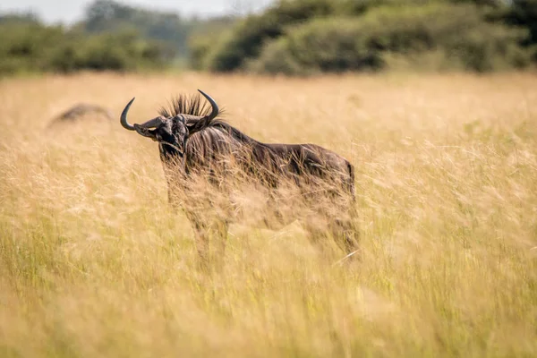 Un gnu blu in piedi nell'erba alta . — Foto Stock