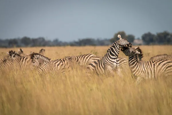 Una mandria di Zebre che giocano nell'erba . — Foto Stock