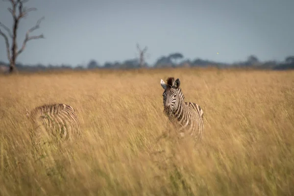 Zwei Zebras stehen im hohen Gras. — Stockfoto