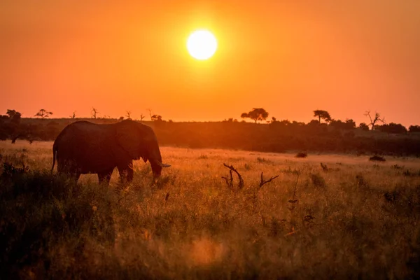 Un elefante caminando durante la puesta del sol . — Foto de Stock