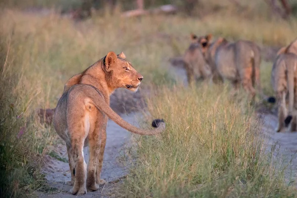 A side profile of a female Lion.