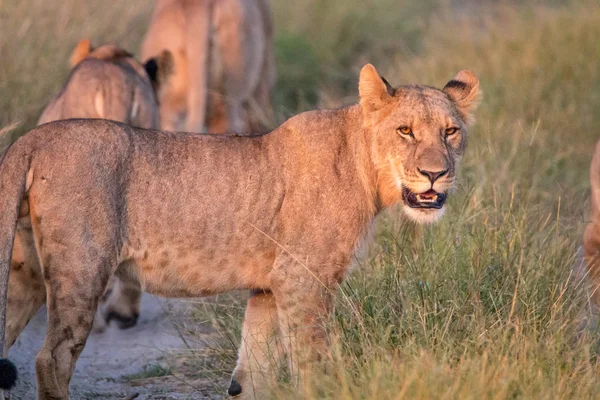 Een leeuw cub kijken naar de camera. — Stockfoto