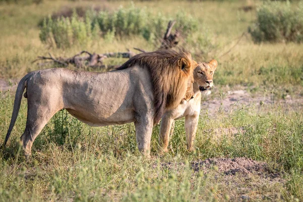 Un couple de Lions se promenant dans l'herbe . — Photo