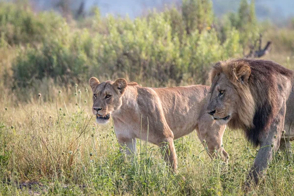 घास में चलने वाले शेरों की एक जोड़ी . — स्टॉक फ़ोटो, इमेज