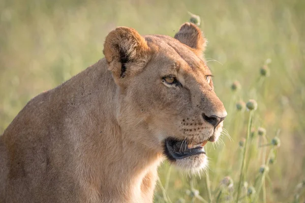 Yan profil dişi aslan.