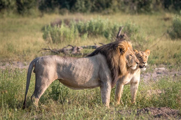 Un couple de Lions se promenant dans l'herbe . — Photo