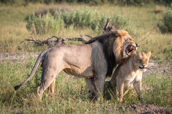 Ζευγάρωμα δύο λιοντάρια περπάτημα στη χλόη. — Φωτογραφία Αρχείου