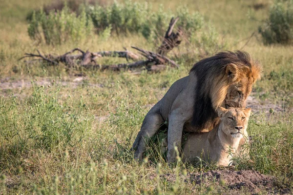 Dos Leones ocupados apareándose en la hierba . — Foto de Stock