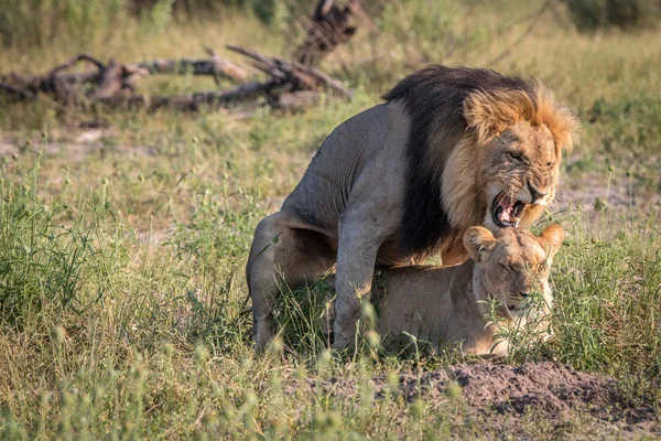 Dwa lwy zajęty krycia w trawie. — Zdjęcie stockowe