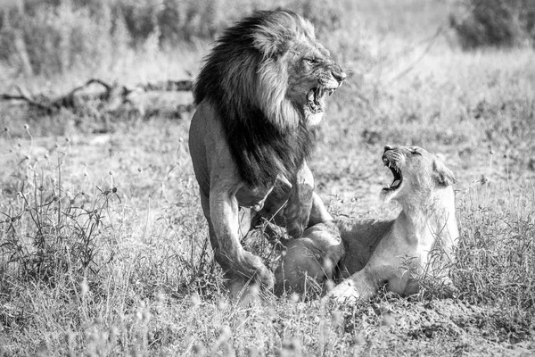 Два Льва заняты спариванием в черно-белом . — стоковое фото