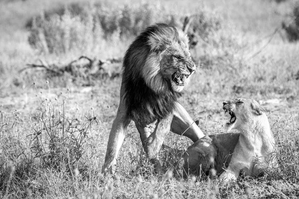 Two Lions busy mating in black and white. — Stock Photo, Image
