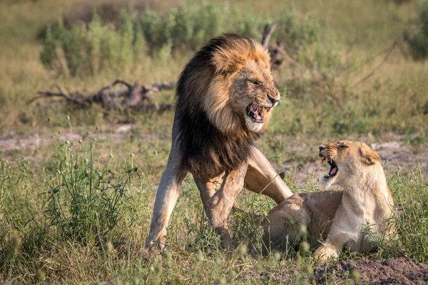 Δύο λιοντάρια απασχολημένος ζευγάρωμα στο γρασίδι. — Φωτογραφία Αρχείου